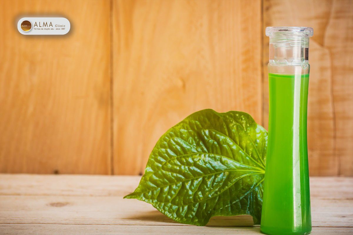 Trị nám bằng lá trầu không nổi lên như một bí quyết được nhiều người rỉ tai nhau là hiệu quả mạnh mẽ