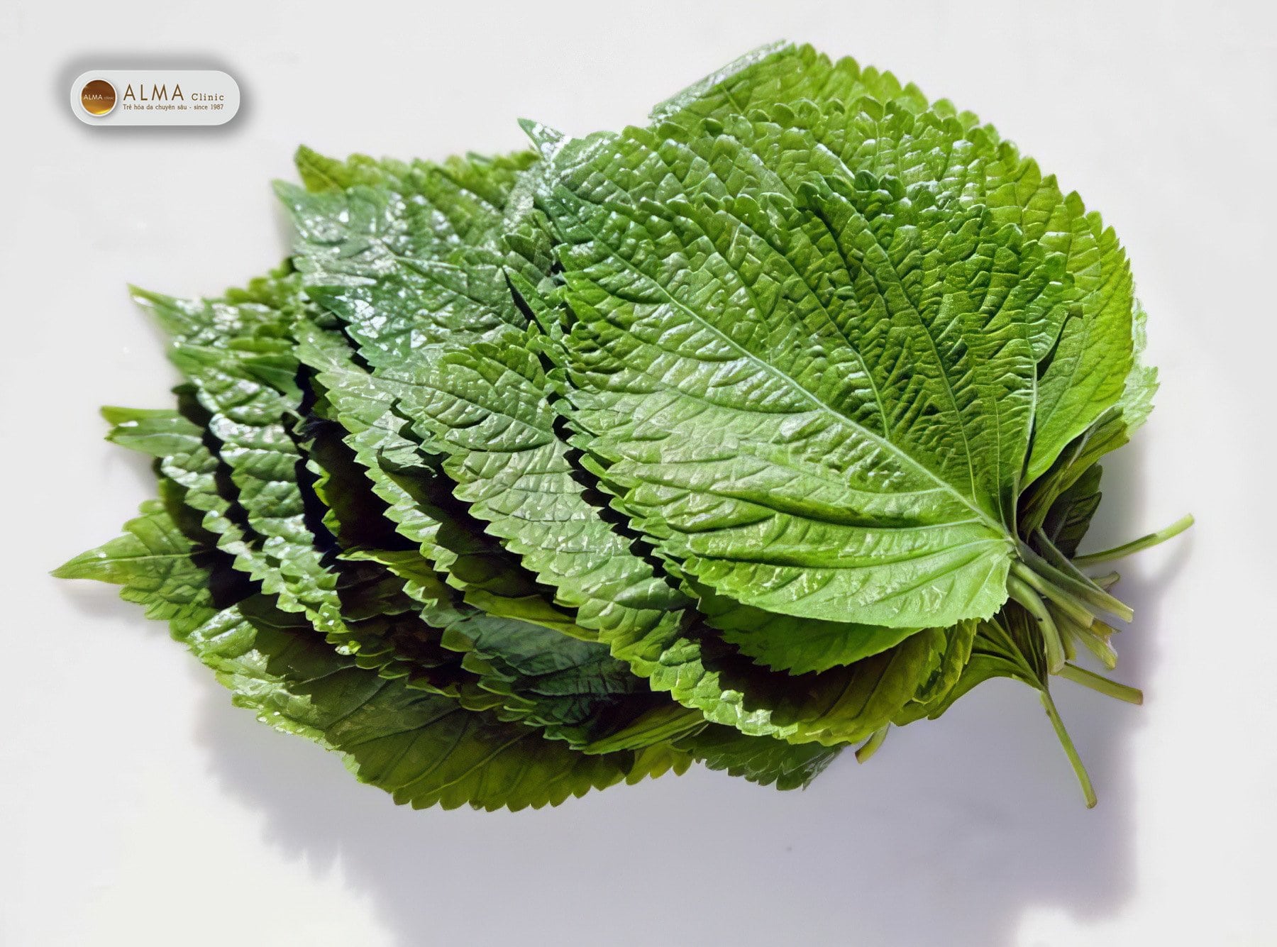 Lá tía tô trị nám tàn nhang đang dần nổi lên như một phương pháp thiên nhiên - cùng Alma tìm hiểu cơ chế và hiệu quả thực sự