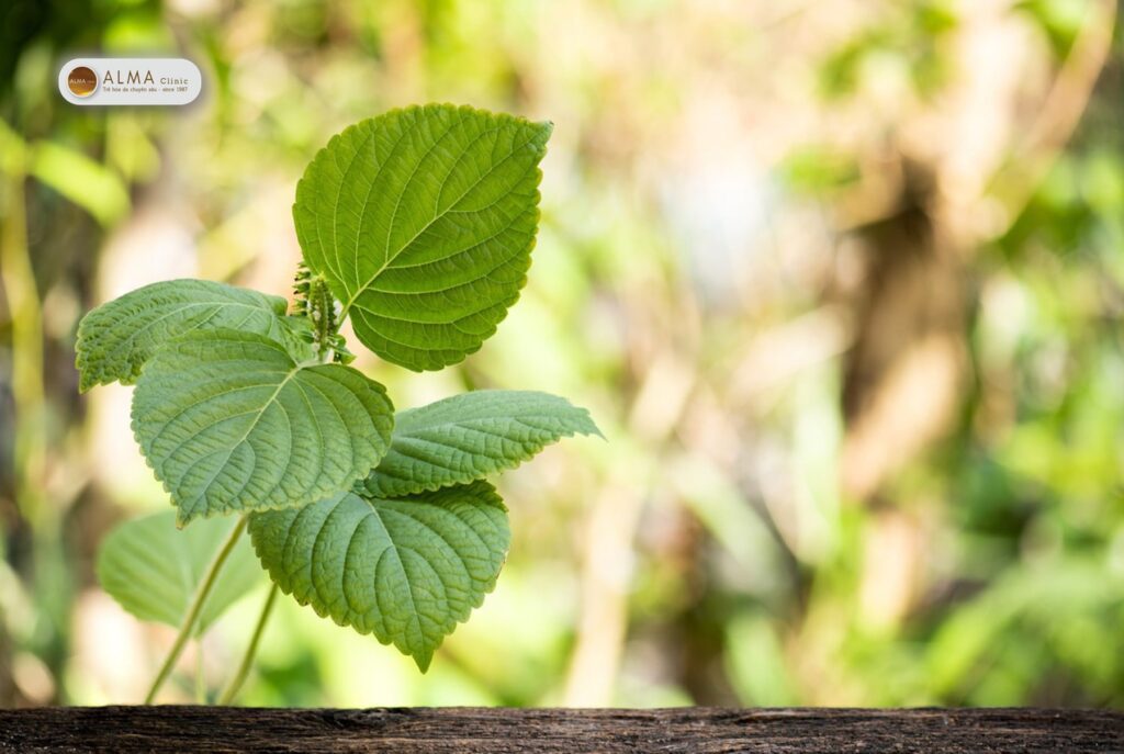 Lá tía tô trị nám tàn nhang — lời đồn hay phép thử cần tỉnh táo